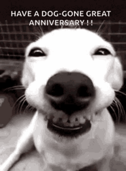 Happy Anniversary Funny Greeting Dog Smile Meme GIF