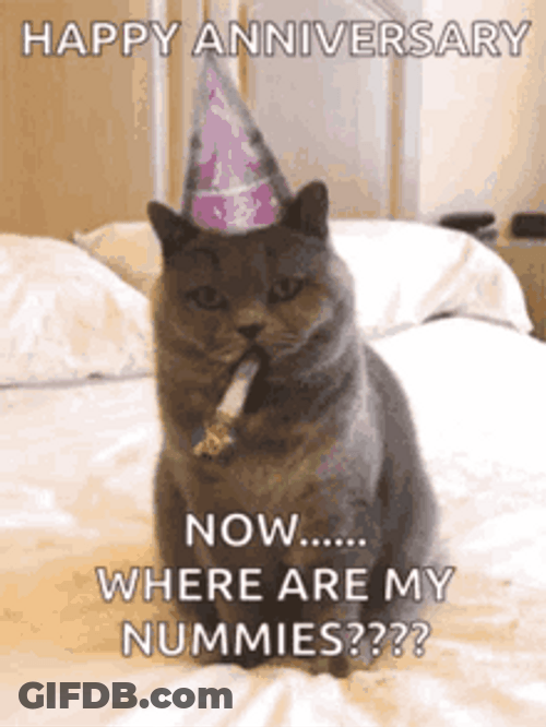 Happy Anniversary Funny Party Cat Meme GIF