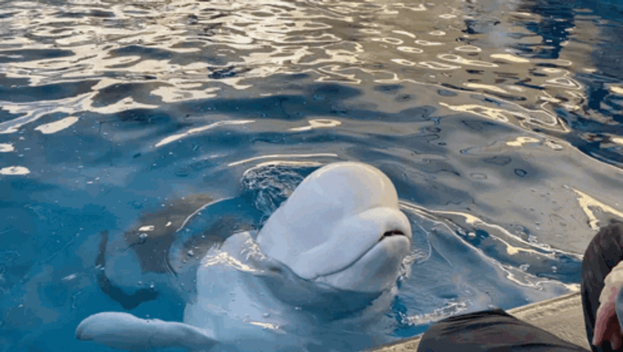Happy Beluga Greeting Kids GIF