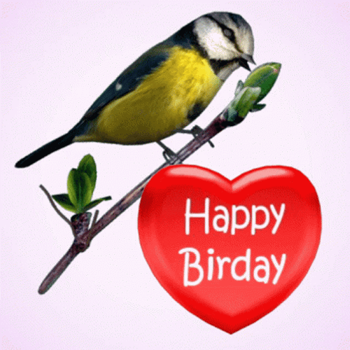 Happy Birday Bird GIF