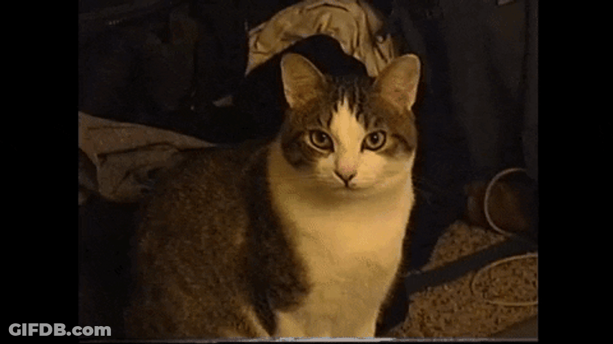 Happy Birthday Animal Cat Wish GIF