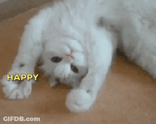 Happy Birthday Animal Cute Cat Paws GIF