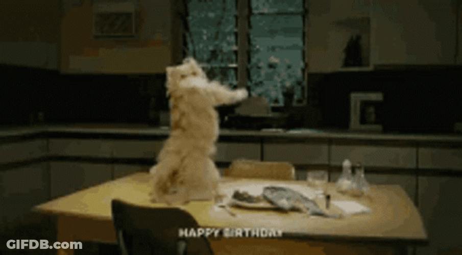 Happy Birthday Animal Dancing Cat Table GIF