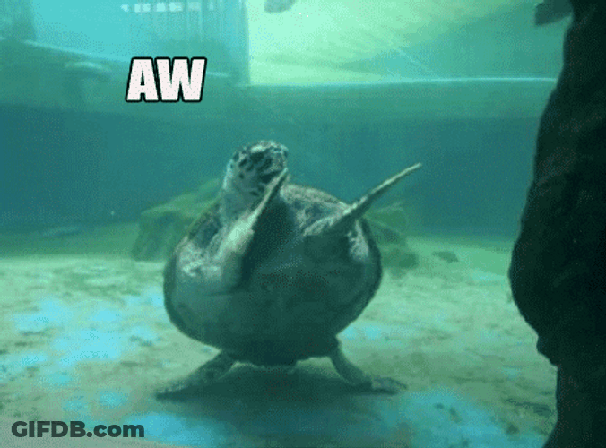 Happy Birthday Animal Excited Dancing Turtle GIF