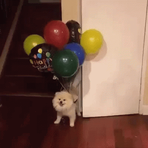 Happy Birthday Animal Flying Dog Balloons GIF