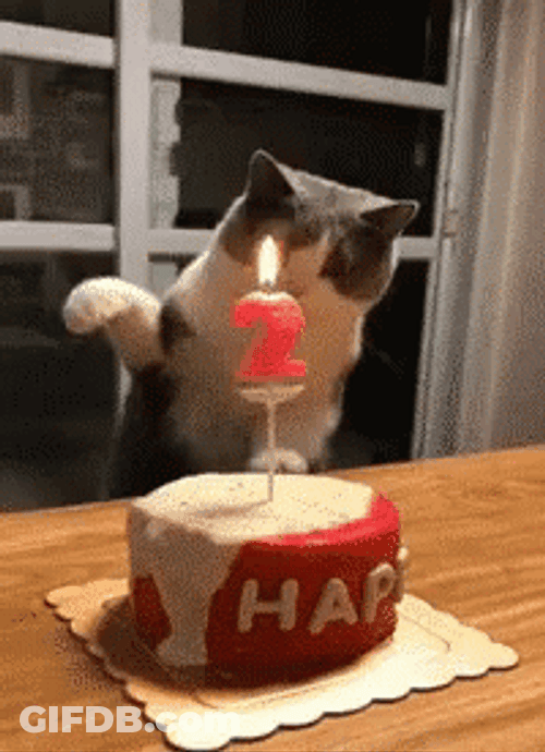 Happy Birthday Animal Funny Cat Candle Cake GIF