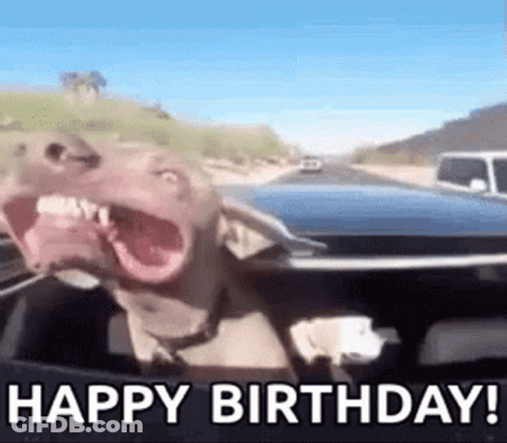 Happy Birthday Animal Funny Dog Big Smile Car GIF