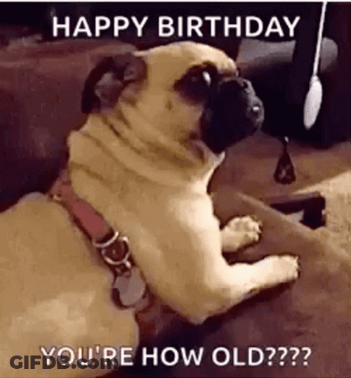 Happy Birthday Animal Funny Pug Meme GIF