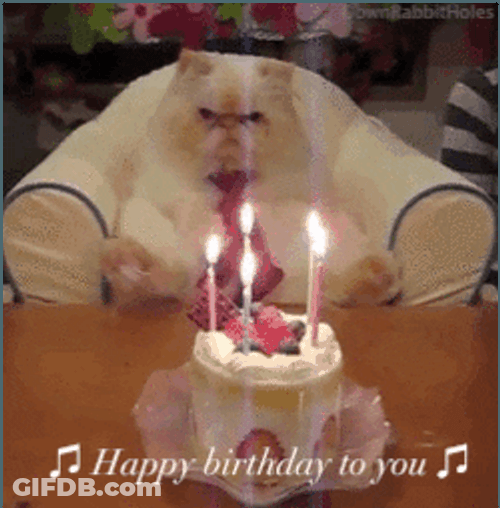 Happy Birthday Animal Grumpy Cat Cake GIF