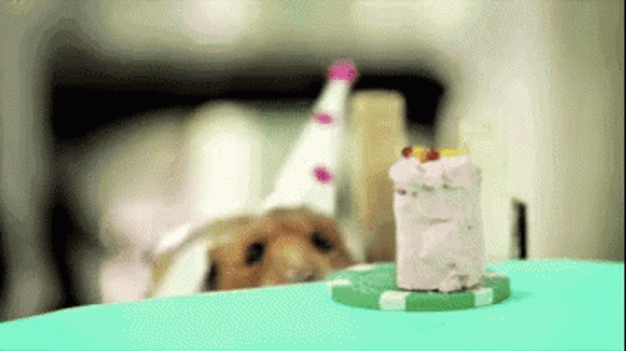 Happy Birthday Animal Hamster Eating Cake GIF