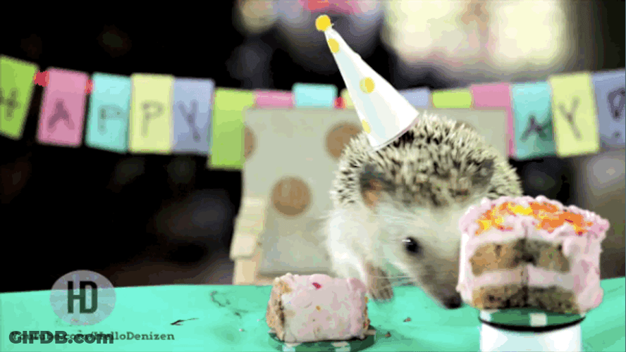 Happy Birthday Animal Hedgehog Tossing Cake GIF