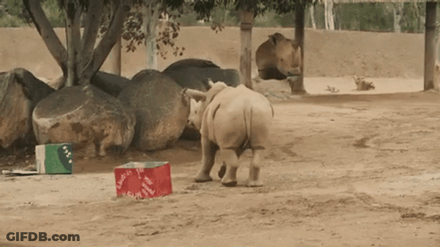 Happy Birthday Animal Hippo Dance Zoo GIF