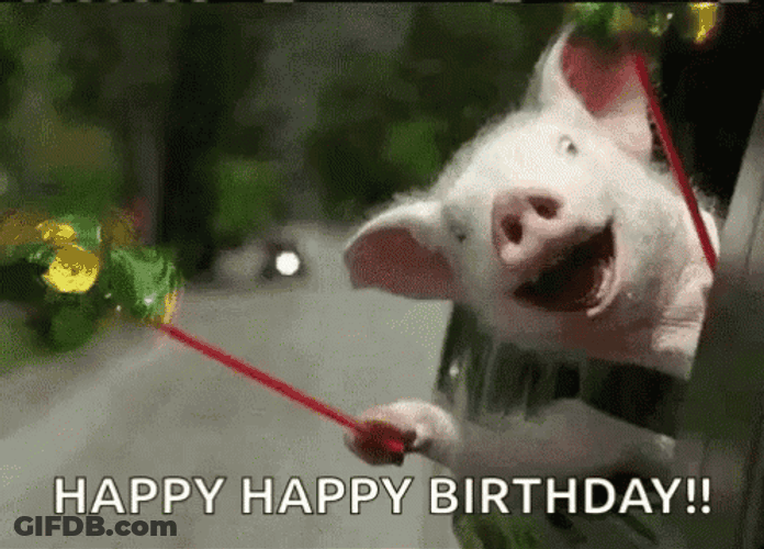 Happy Birthday Animal Pig Car Excited GIF