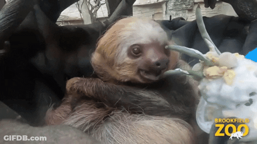 Happy Birthday Animal Sloth Licking Horn GIF