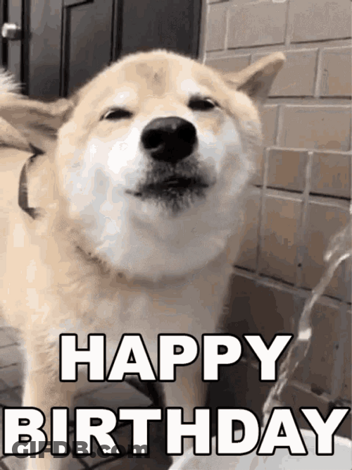 Happy Birthday Animal Smiling Dog Water GIF