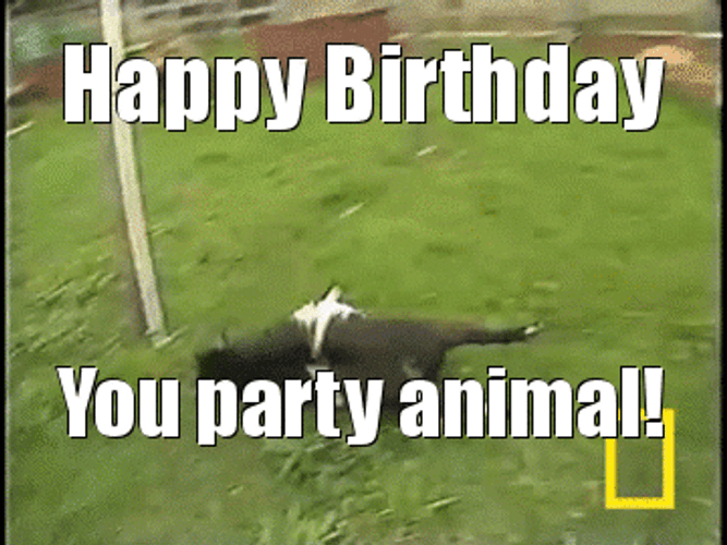 Happy Birthday Animated Party Animal GIF
