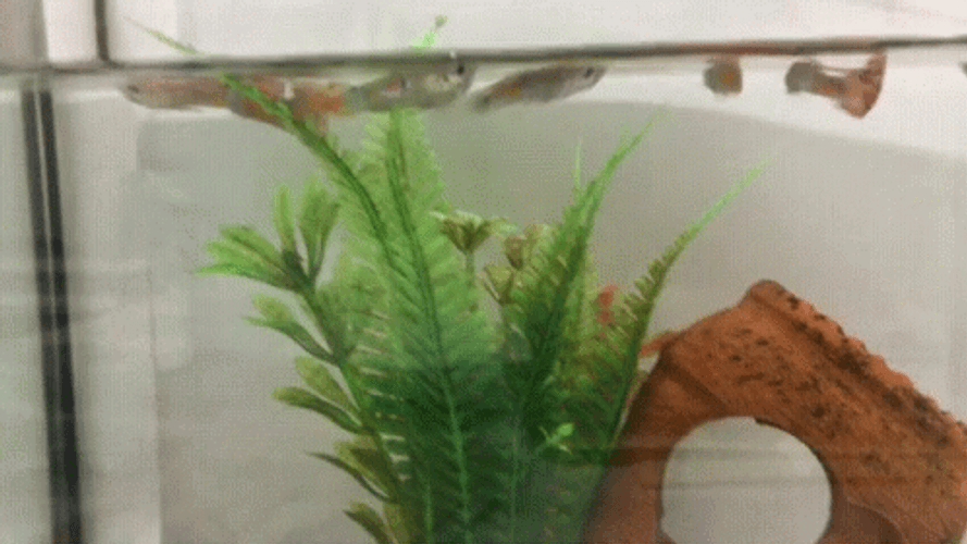 Happy Birthday Aquarium Guppy Fishing GIF
