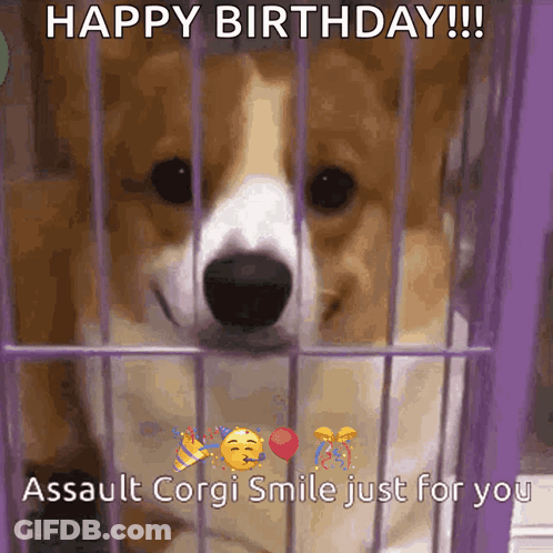 Happy Birthday Assault Corgi In Cage GIF