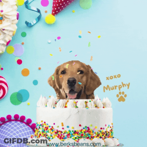 Happy Birthday Cake Dog Animated GIF
