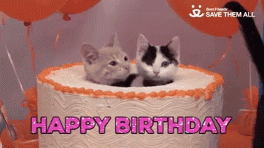 Happy Birthday Cat Cake Surprise GIF