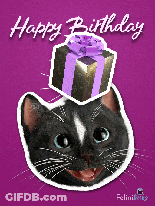 Happy Birthday Cat Surprise Gift GIF