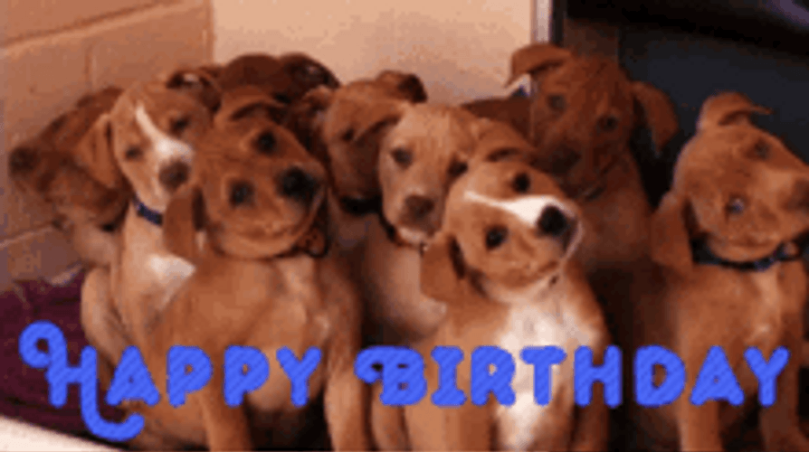 Happy Birthday Cute Brown Puppies Tilting Heads GIF