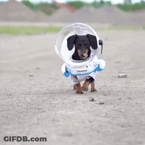 Happy Birthday Dachshund Astronaut Costume GIF