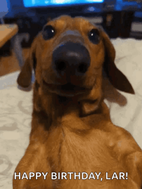 Happy Birthday Dachshund Brown Lar GIF