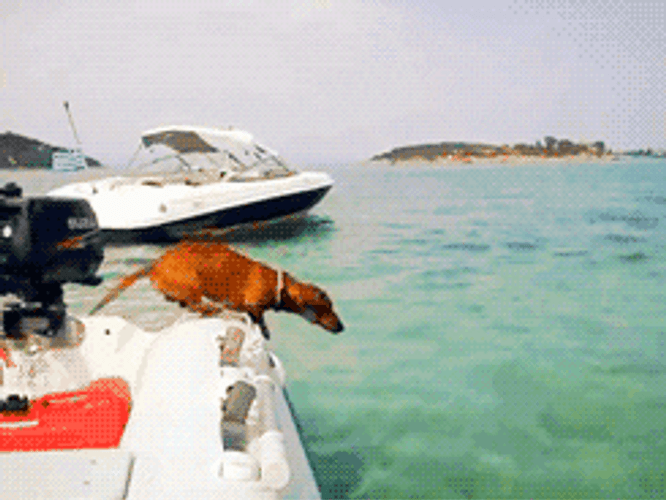 Happy Birthday Dachshund Jump To Sea GIF