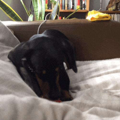 Happy Birthday Dachshund Playing Ball GIF