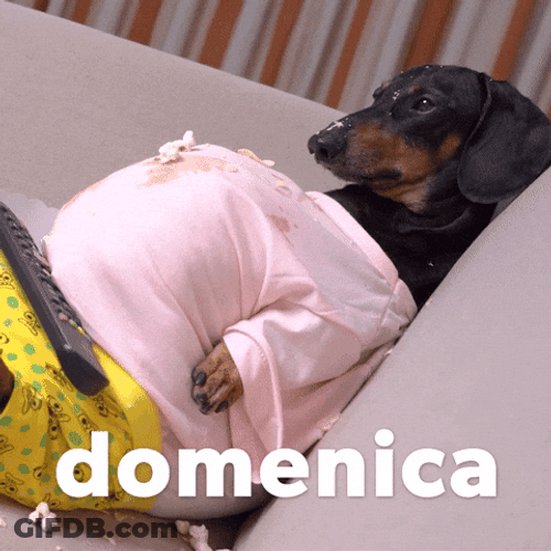 Happy Birthday Dachshund Pregnant GIF