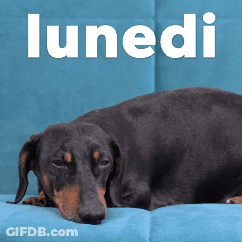 Happy Birthday Dachshund Resting Lunedi GIF