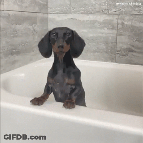 Happy Birthday Dachshund Swallowed Cube Whole GIF