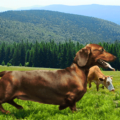 Happy Birthday Dachshund Tongue Out Walking GIF