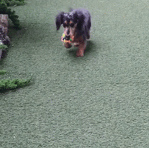 Happy Birthday Dachshund Wagging Tail GIF