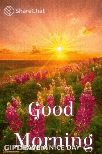 Happy Birthday Daniel Palm Trees Card GIF