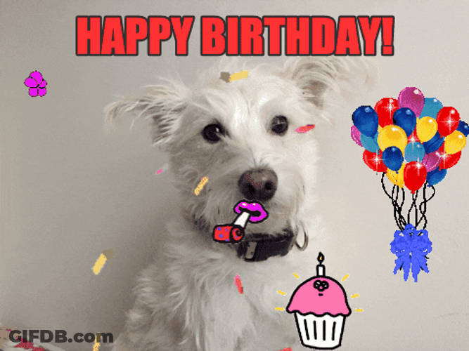 Happy Birthday Dog Cat Animated Sticker GIF