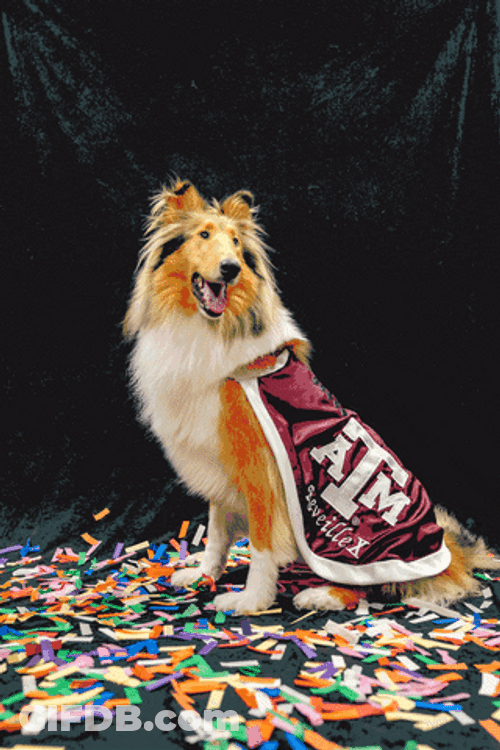 Happy Birthday Dog Confetti GIF