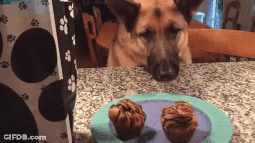 Happy Birthday Dog Reaching Cupcake GIF
