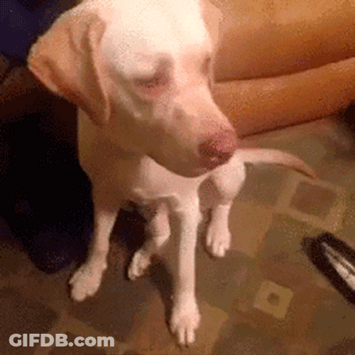 Happy Birthday Dog Surprised GIF
