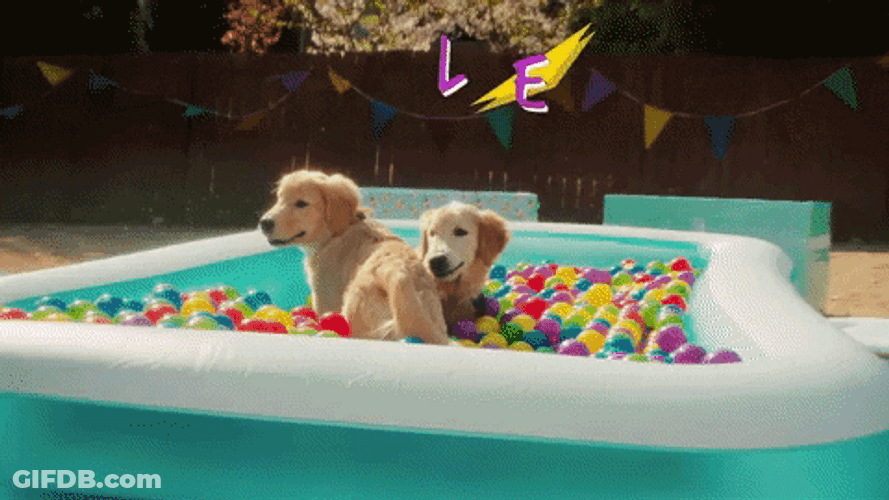 Happy Birthday Dogs Balls Toy Pool GIF
