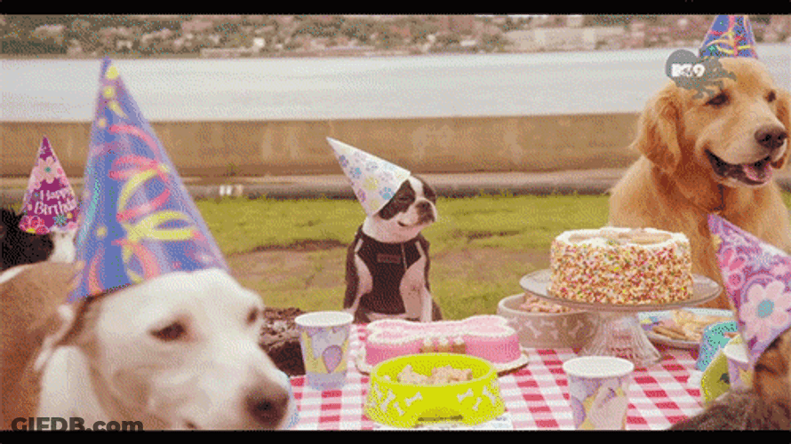 Happy Birthday Dogs Picnic GIF