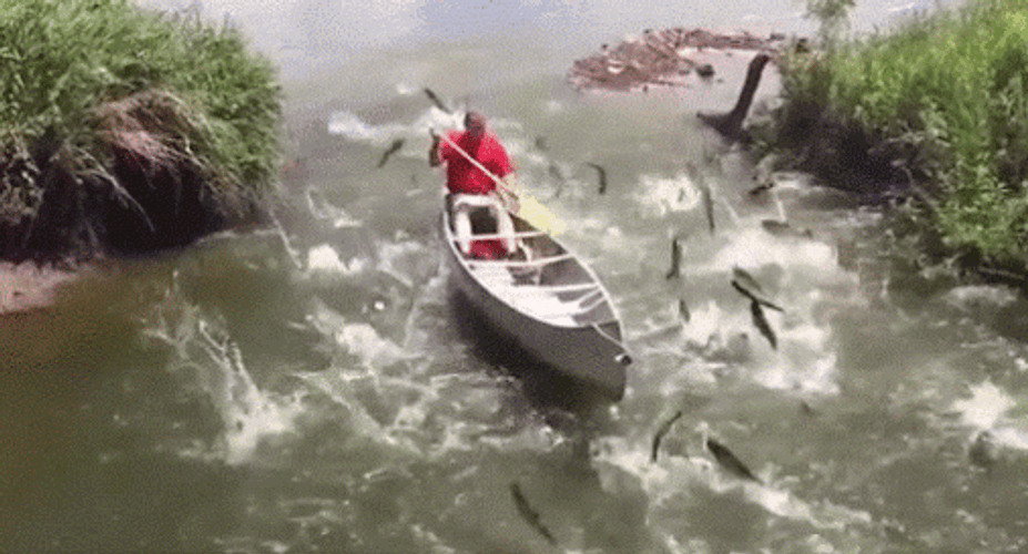 Happy Birthday Fishing Galore GIF