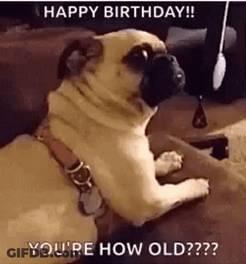Happy Birthday Funny Confused Pug GIF