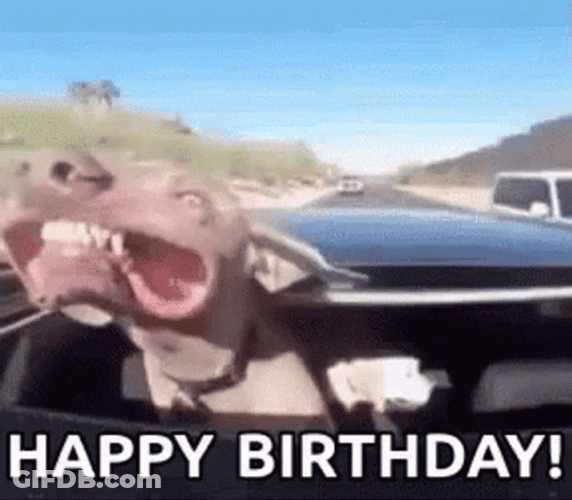 Happy Birthday Funny Dog Blow By Wind GIF