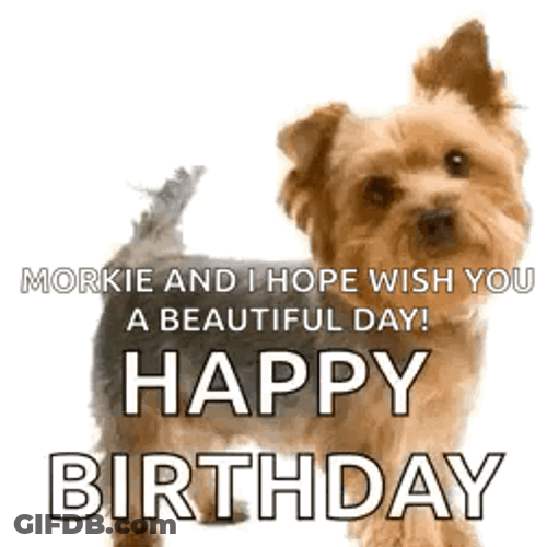 Happy Birthday Funny Dog Meme GIF