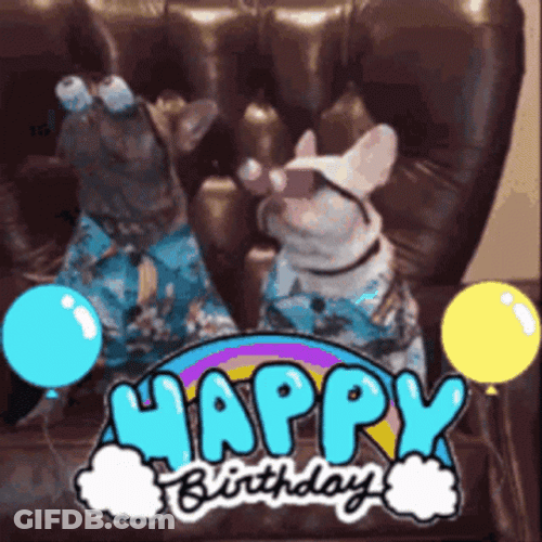 Happy Birthday Funny Pug GIF