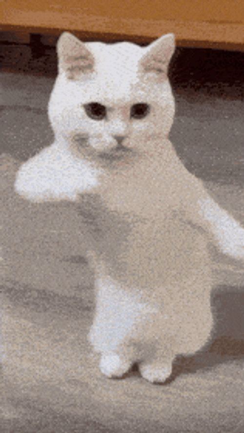 Happy Birthday GIF