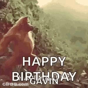 Happy Birthday Gorilla In Woods GIF