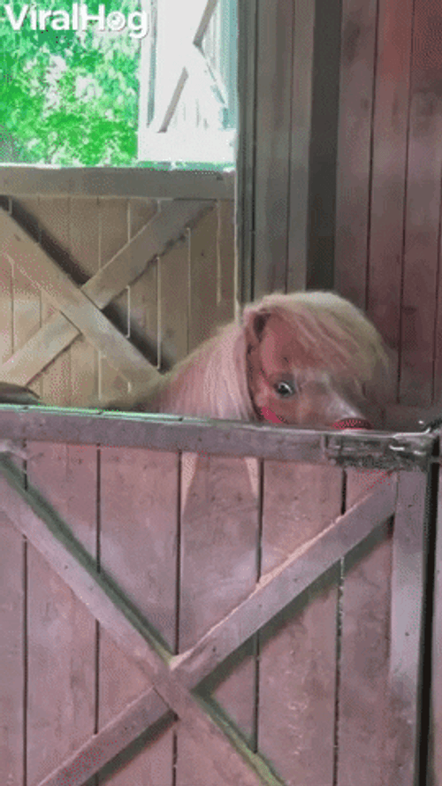 Happy Birthday Horse Baby Smile GIF